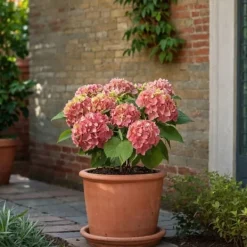 Clearance Havehortensia - Sæt med 3 - Hydrangea 'Early Pink' - Højde 25-40cm - ⌀9cm Buskads