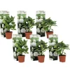 Havehortensia - Sæt med 6 - Hydrangea macrophylla 'Wudu' - Højde 25-40cm - ⌀9cm Blomster