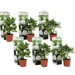 Havehortensia - Sæt med 6 - Hydrangea macrophylla 'Wudu' - Højde 25-40cm - ⌀9cm Blomster