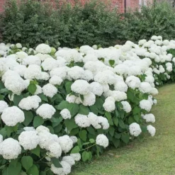 Havehortensia - Sæt med 6 - Hydrangea macrophylla 'Wudu' - Højde 25-40cm - ⌀9cm Blomster