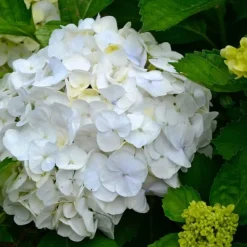 Havehortensia - Sæt med 6 - Hydrangea macrophylla 'Wudu' - Højde 25-40cm - ⌀9cm Blomster