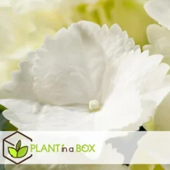 Havehortensia - Sæt med 6 - Hydrangea macrophylla 'Wudu' - Højde 25-40cm - ⌀9cm Blomster