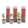 Sale Haveribs - 3 stk - Ribes rubrum - Højde 25-40cm - ⌀9cm Buskads