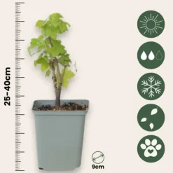 Sale Haveribs - 3 stk - Ribes rubrum - Højde 25-40cm - ⌀9cm Buskads