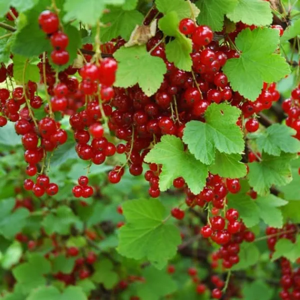 Sale Haveribs - 3 stk - Ribes rubrum - Højde 25-40cm - ⌀9cm Buskads