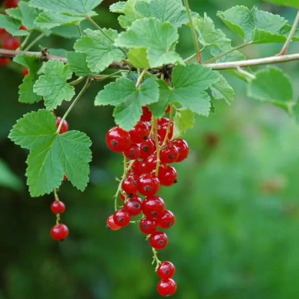Sale Haveribs - 3 stk - Ribes rubrum - Højde 25-40cm - ⌀9cm Buskads