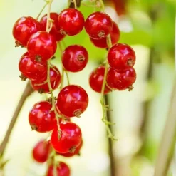Sale Haveribs - 3 stk - Ribes rubrum - Højde 25-40cm - ⌀9cm Buskads