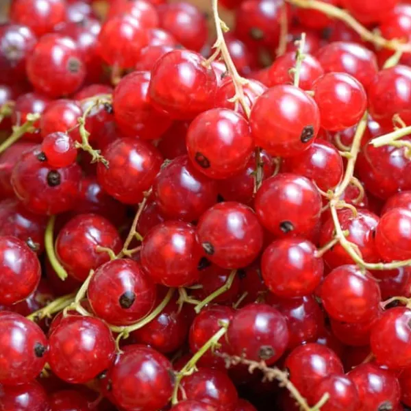 Sale Haveribs - 3 stk - Ribes rubrum - Højde 25-40cm - ⌀9cm Buskads