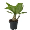 Hot Hawaiipalme - Brighamia insignis - Højde 25-35cm - Potte 12cm Krukkeplanter Indendørs