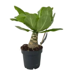 Hot Hawaiipalme - Brighamia insignis - Højde 25-35cm - Potte 12cm Krukkeplanter Indendørs