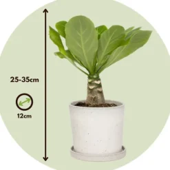 Hot Hawaiipalme - Brighamia insignis - Højde 25-35cm - Potte 12cm Krukkeplanter Indendørs