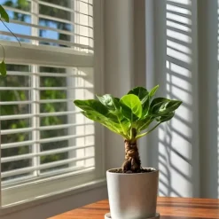 Hot Hawaiipalme - Brighamia insignis - Højde 25-35cm - Potte 12cm Krukkeplanter Indendørs