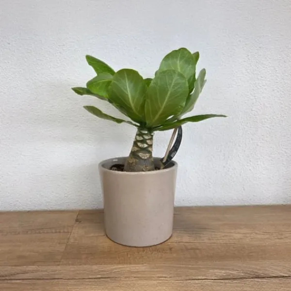Hot Hawaiipalme - Brighamia insignis - Højde 25-35cm - Potte 12cm Krukkeplanter Indendørs