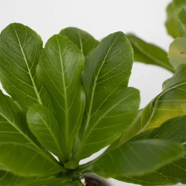 Hot Hawaiipalme - Brighamia insignis - Højde 25-35cm - Potte 12cm Krukkeplanter Indendørs
