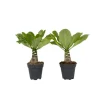 Clearance Hawaiipalme - Sæt med 2 - Brighamia 'Insignis' - Højde 25-35cm - ⌀12cm Krukkeplanter Indendørs