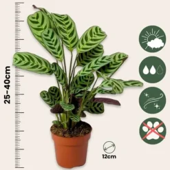 Clearance Hemmix - Sæt med 3 - Ctenanthe, Philodendron, Syngonium - Højde 25-40cm - ⌀12cm Krukkeplanter Indendørs