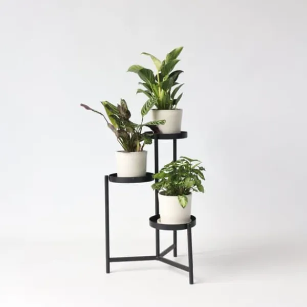 Clearance Hemmix - Sæt med 3 - Ctenanthe, Philodendron, Syngonium - Højde 25-40cm - ⌀12cm Krukkeplanter Indendørs