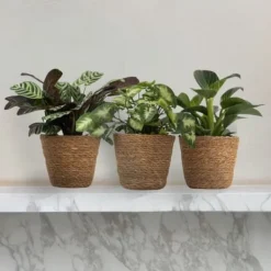 Clearance Hemmix - Sæt med 3 - Ctenanthe, Philodendron, Syngonium - Højde 25-40cm - ⌀12cm Krukkeplanter Indendørs