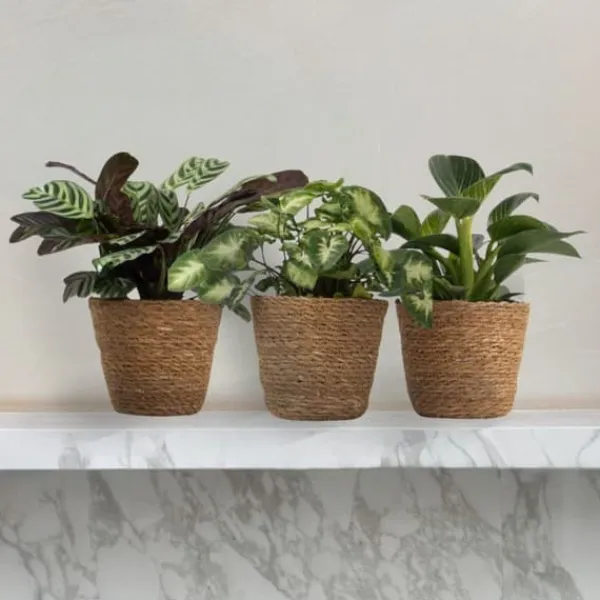 Clearance Hemmix - Sæt med 3 - Ctenanthe, Philodendron, Syngonium - Højde 25-40cm - ⌀12cm Krukkeplanter Indendørs