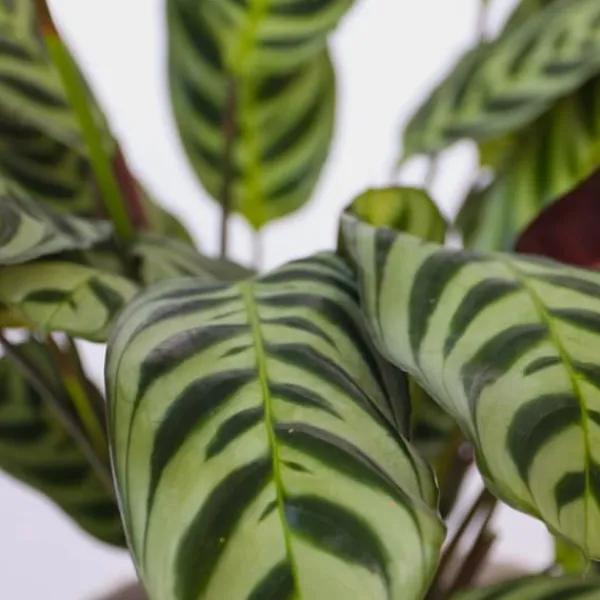 Clearance Hemmix - Sæt med 3 - Ctenanthe, Philodendron, Syngonium - Højde 25-40cm - ⌀12cm Krukkeplanter Indendørs