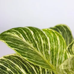 Clearance Hemmix - Sæt med 3 - Ctenanthe, Philodendron, Syngonium - Højde 25-40cm - ⌀12cm Krukkeplanter Indendørs