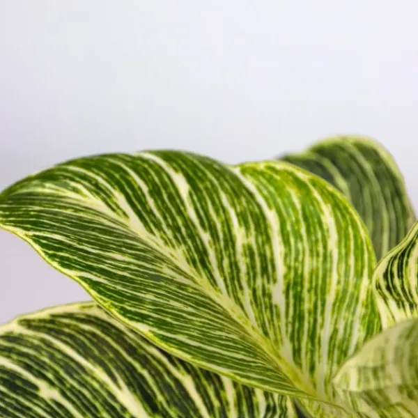 Clearance Hemmix - Sæt med 3 - Ctenanthe, Philodendron, Syngonium - Højde 25-40cm - ⌀12cm Krukkeplanter Indendørs