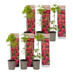 Buskads^Hindbær plante - Sæt med 6 - Rubus ideaus 'Autumn Bliss' - Højde 25-40cm - ⌀9cm