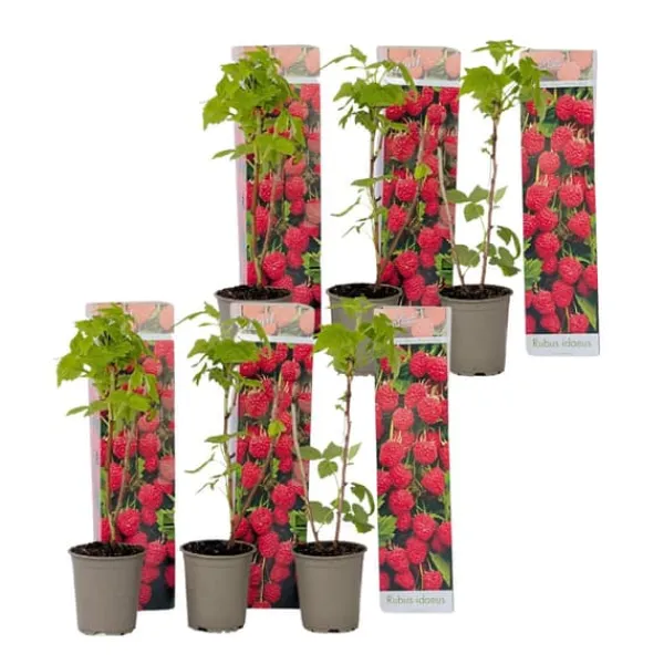 Buskads^Hindbær plante - Sæt med 6 - Rubus ideaus 'Autumn Bliss' - Højde 25-40cm - ⌀9cm