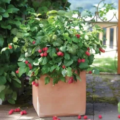 Buskads^Hindbær plante - Sæt med 6 - Rubus ideaus 'Autumn Bliss' - Højde 25-40cm - ⌀9cm