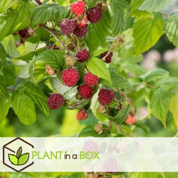 Buskads^Hindbær plante - Sæt med 6 - Rubus ideaus 'Autumn Bliss' - Højde 25-40cm - ⌀9cm