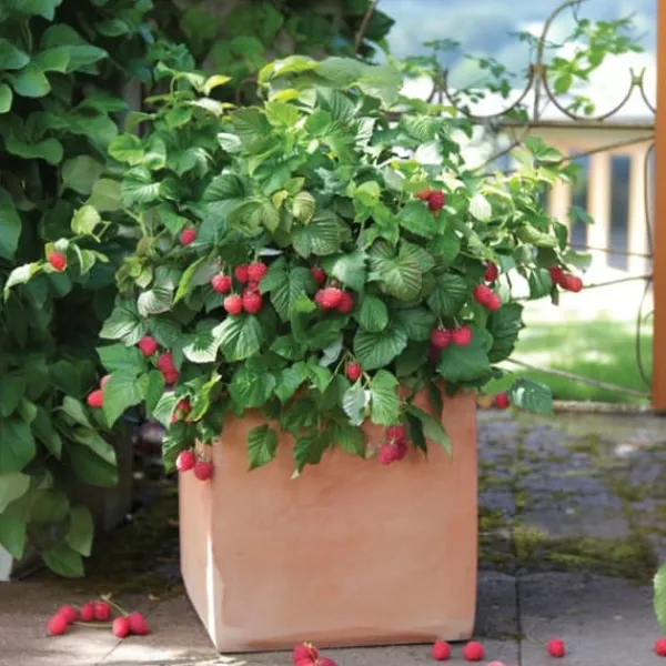 Buskads^Hindbær plante - Sæt med 3 - Rubus ideaus 'Autumn Bliss' - Højde 25-40cm - ⌀9cm