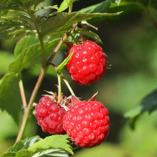 Buskads^Hindbær plante - Sæt med 3 - Rubus ideaus 'Autumn Bliss' - Højde 25-40cm - ⌀9cm