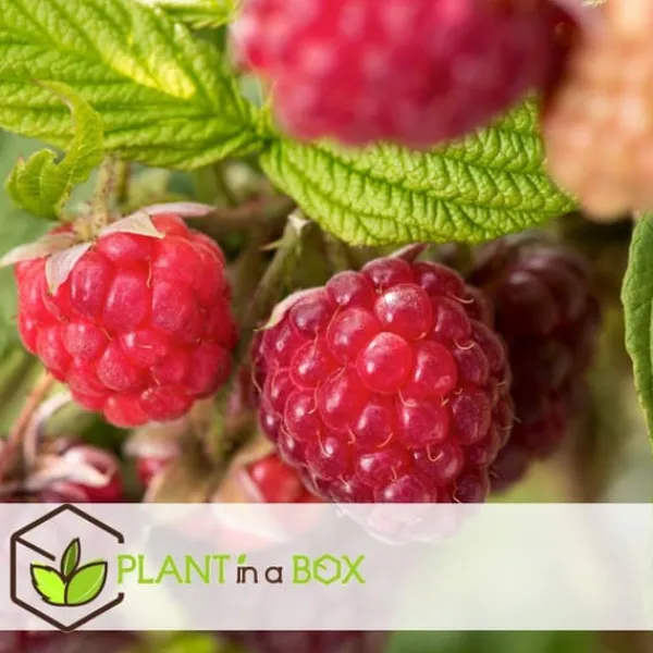 Buskads^Hindbær plante - Sæt med 3 - Rubus ideaus 'Autumn Bliss' - Højde 25-40cm - ⌀9cm