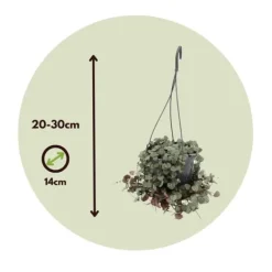 Hot Hjerteranke - Ceropegia linearis Woodii - Højde 20-30cm - ⌀14cm Krukkeplanter Indendørs