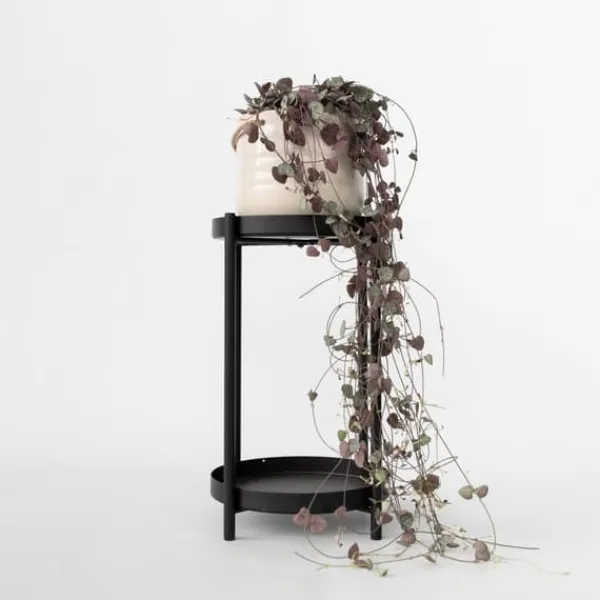 Hot Hjerteranke - Ceropegia linearis Woodii - Højde 20-30cm - ⌀14cm Krukkeplanter Indendørs