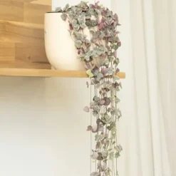 Hot Hjerteranke - Ceropegia linearis Woodii - Højde 20-30cm - ⌀14cm Krukkeplanter Indendørs