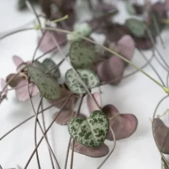 Hot Hjerteranke - Ceropegia linearis Woodii - Højde 20-30cm - ⌀14cm Krukkeplanter Indendørs