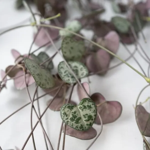Hot Hjerteranke - Ceropegia linearis Woodii - Højde 20-30cm - ⌀14cm Krukkeplanter Indendørs