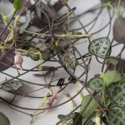 Hot Hjerteranke - Ceropegia linearis Woodii - Højde 20-30cm - ⌀14cm Krukkeplanter Indendørs