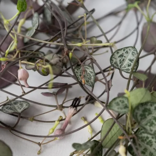 Krukkeplanter Indendørs^Hjerteranke - Sæt med 2 - Ceropegia linearis Woodii - Højde 20-30cm - ⌀14cm