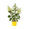 Hot Hortensia - Hydrangea paniculata 'Candlelight' - Højde 25-40cm - ⌀19cm Blomster