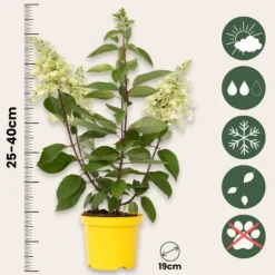 Hot Hortensia - Hydrangea paniculata 'Candlelight' - Højde 25-40cm - ⌀19cm Blomster
