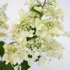Hot Hortensia - Hydrangea paniculata 'Candlelight' - Højde 25-40cm - ⌀19cm Blomster