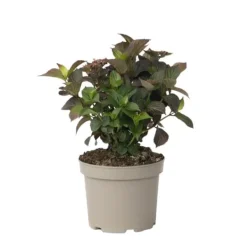 Discount Hortensia - Hydrangea paniculata 'Dare Devil' - Højde 25-40cm - ⌀19cm Krukkeplanter Indendørs
