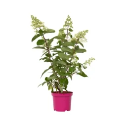 Buskads^Hortensia - Hydrangea paniculata 'Pinky Winky' - Højde 25-40cm - ⌀19cm