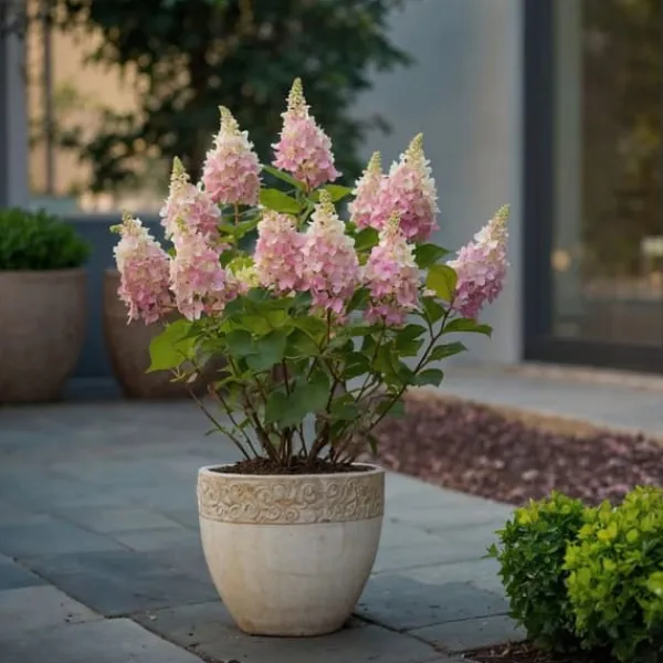 Buskads^Hortensia - Hydrangea paniculata 'Pinky Winky' - Højde 25-40cm - ⌀19cm