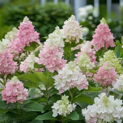 Buskads^Hortensia - Hydrangea paniculata 'Pinky Winky' - Højde 25-40cm - ⌀19cm