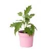 Krukkeplanter Indendørs^Hortensia - Hydrangea paniculata 'Ice Crystal' - Højde 25-40cm - ⌀19cm