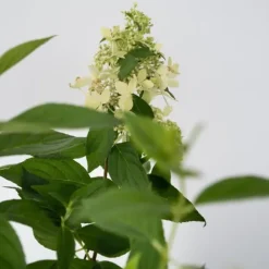 Blomster^Hortensia - Hydrangea paniculata 'Confetti' - Højde 25-40cm - ⌀19cm