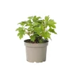 Krukkeplanter Indendørs^Hortensia - Hydrangea paniculata 'Toy Soldier' - Højde 25-40cm - ⌀19cm